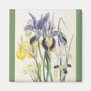 Aimant Fleur de botanique vintage, fleurs d'iris de jardi