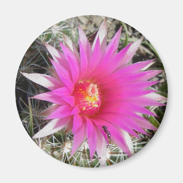 Aimant Fleur de cactus boule F12 "Escobaria vivipara" (Devant)