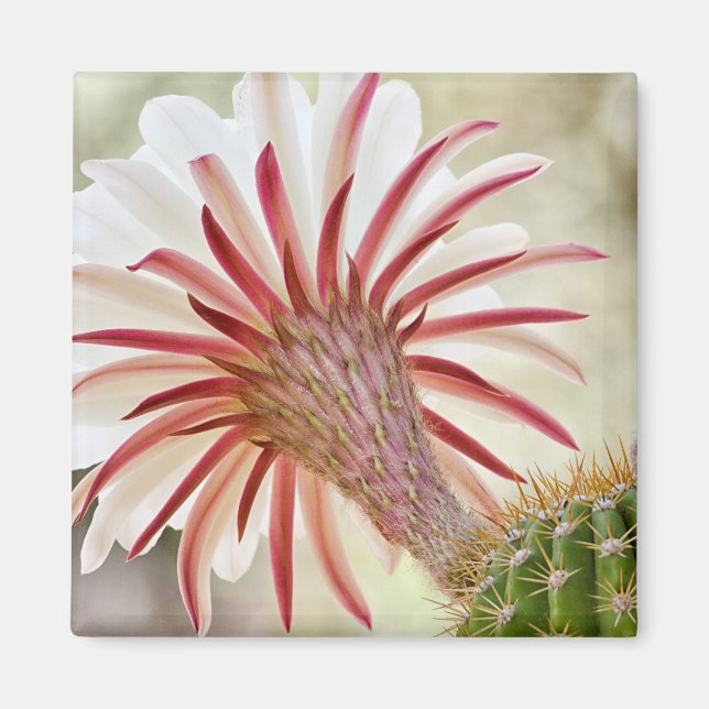 Aimant Fleur de cactus en fleur nocturne (Devant)