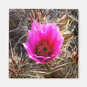 Aimant Fleur de cactus en fleurs (figuier de Barbarie)