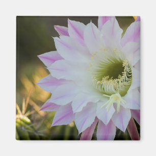 Aimant Fleur de cactus violet et blanc