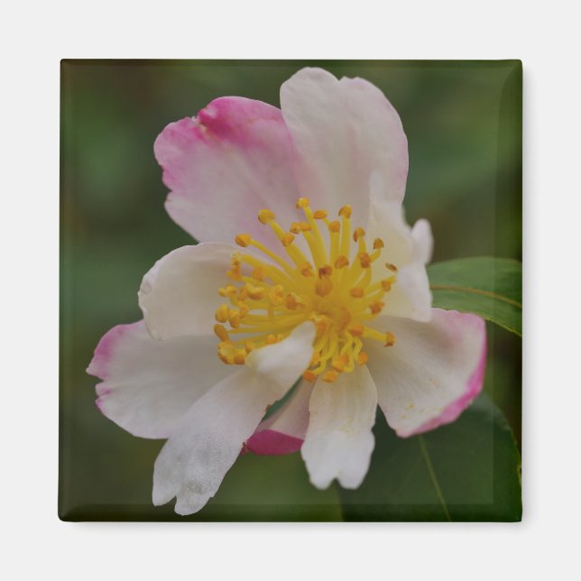 Aimant Fleur de Camélia (Devant)
