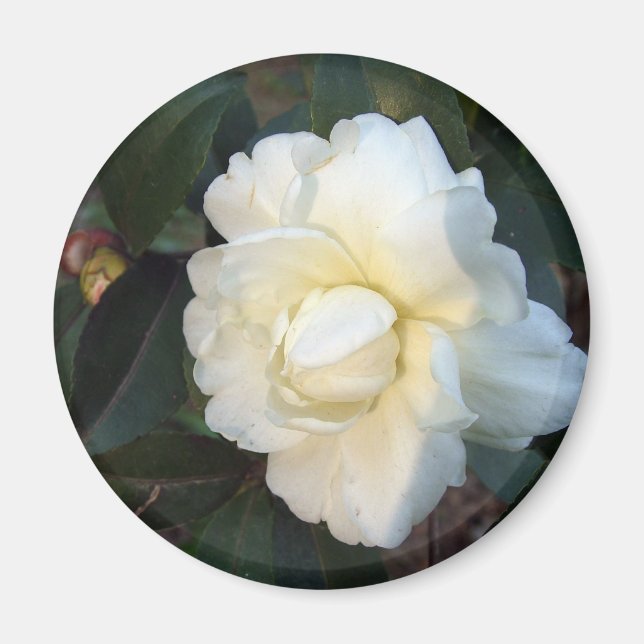 Aimant fleur de camélia blanche (Devant)