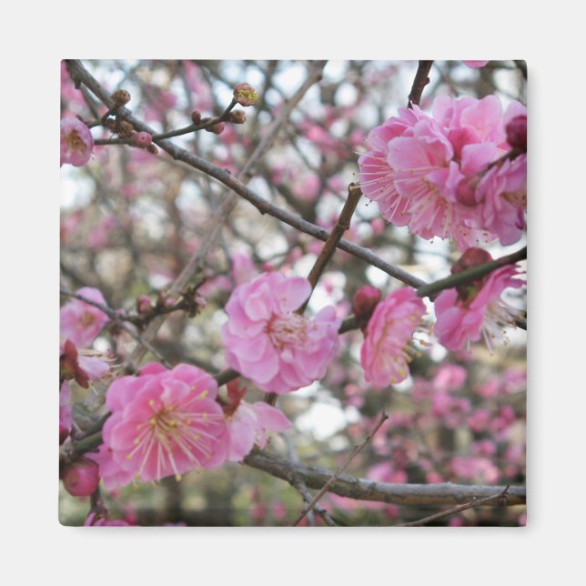 Aimant Fleur de cerisier rose / Sakura / ク(桜) (Devant)