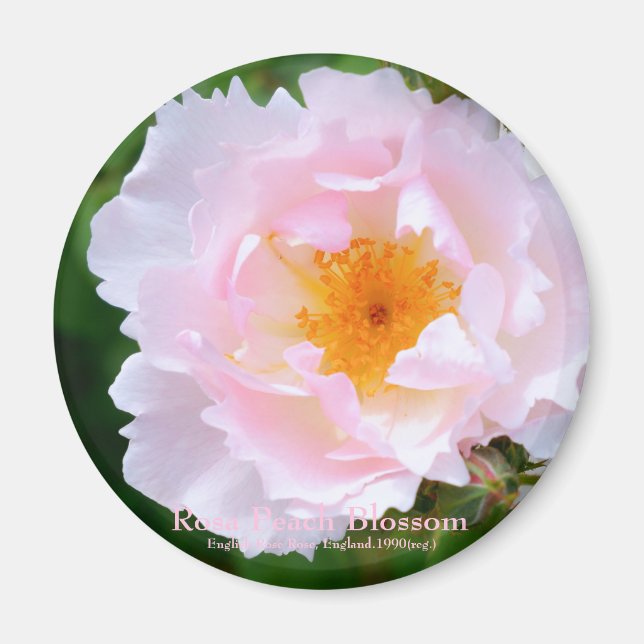 Aimant Fleur de chair de rosa [Aimant rond] (Devant)