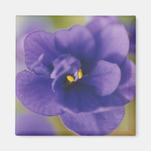 Aimant Fleur de fleurs bleues de Violet Saintpaulia Zoomé