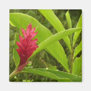Aimant Fleur de gingembre rouge (Alpinia) tropicale