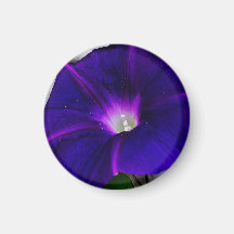 Fleur de Gloire du matin