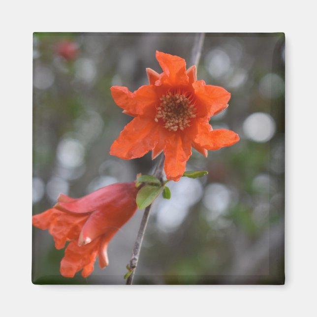 Aimant Fleur de grenade (Devant)