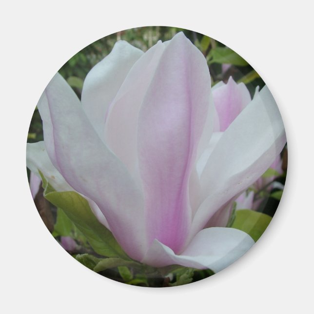 Aimant fleur de magnolia (Devant)
