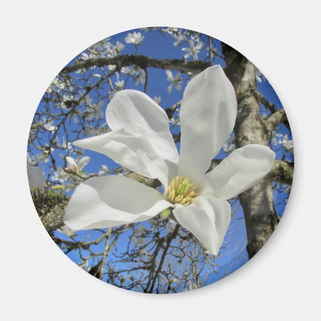 Aimant Fleur de Magnolia blanche dans l'arbre. (Devant)