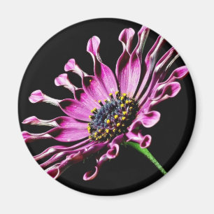 Aimant Fleur de marguerite africaine