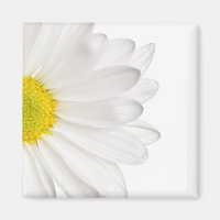 Fleur de marguerite blanche Arrière - plan de marg