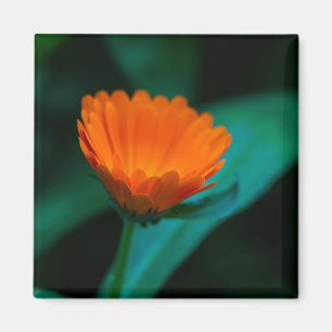 Aimant Fleur de marguerite orange