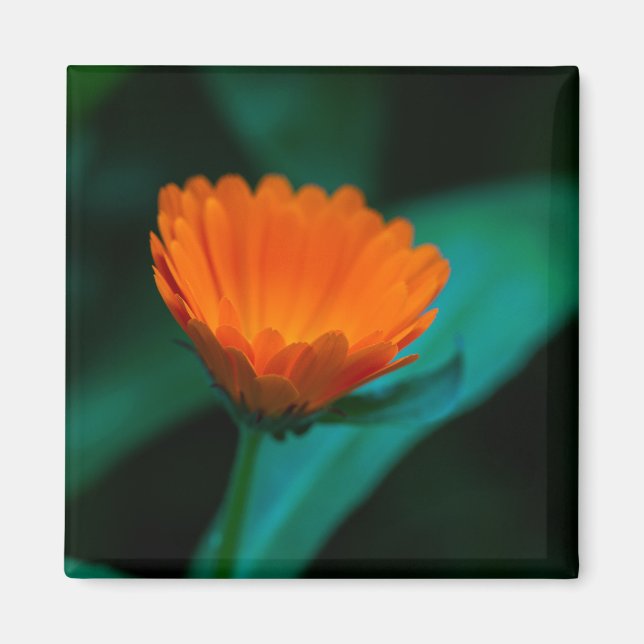 Aimant Fleur de marguerite orange (Devant)