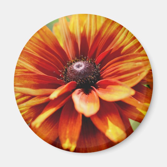 Aimant Fleur de marguerite orange (Devant)
