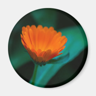 Aimant Fleur de marguerite orange