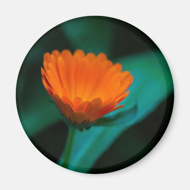 Aimant Fleur de marguerite orange (Devant)