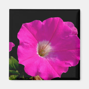 Aimant fleur de pétunia rose