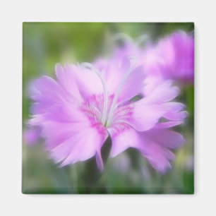 Aimant Fleur de Plumarius d'oeillet