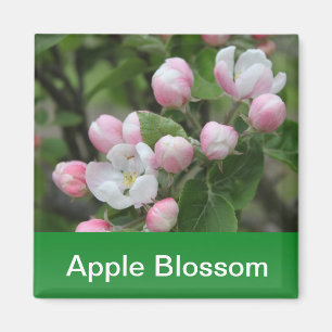 Aimant fleur de pommier et feuilles vertes