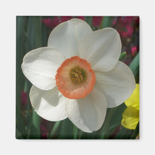 Aimant Fleur de printemps de jonquille rose