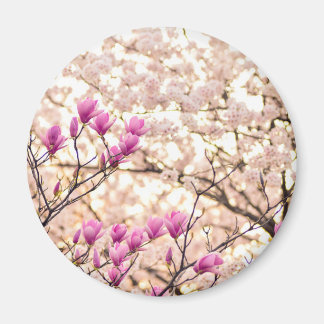 Aimant Fleur de printemps rose pourpre en floraison