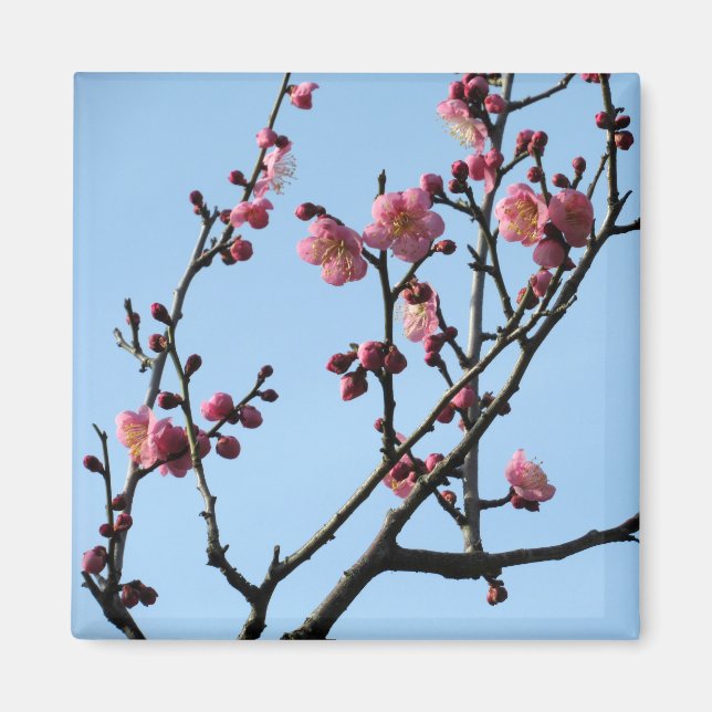 Aimant Fleur de prune : Japon (Devant)