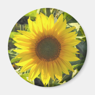 Aimant Fleur de soleil