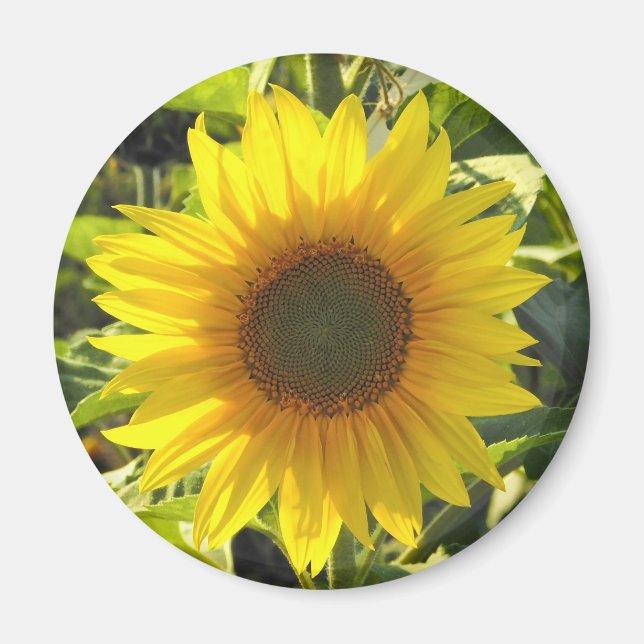 Aimant Fleur de soleil (Devant)