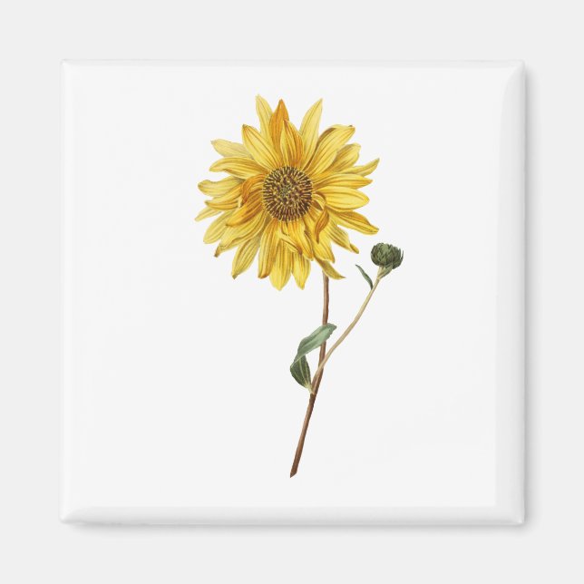 Aimant Fleur de tournesol Fleur Plante en fleurs (Devant)