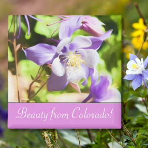 Aimant Fleur d'État Colorado Rocky Mountain Columbine