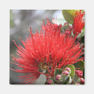 Aimant Fleur d'Ohia Lehua