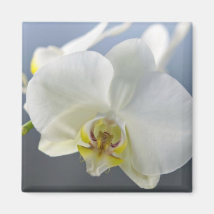 Aimant Fleur d'orchidée blanche