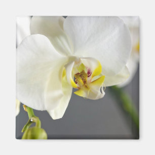 Aimant Fleur d'orchidée blanche