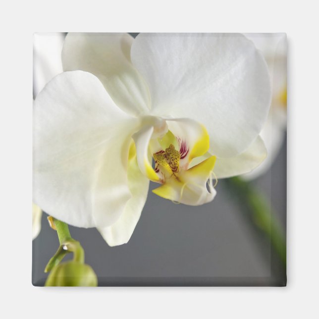 Aimant Fleur d'orchidée blanche (Devant)
