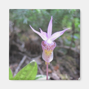 Aimant Fleur d'orchidée Fairyslipper