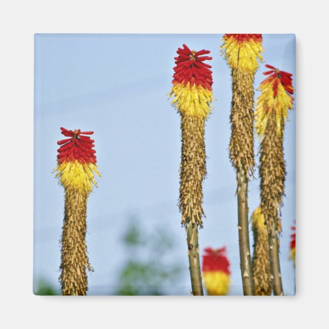 Aimant Fleur du désert, à l'extérieur de Phoenix, Arizona (Devant)