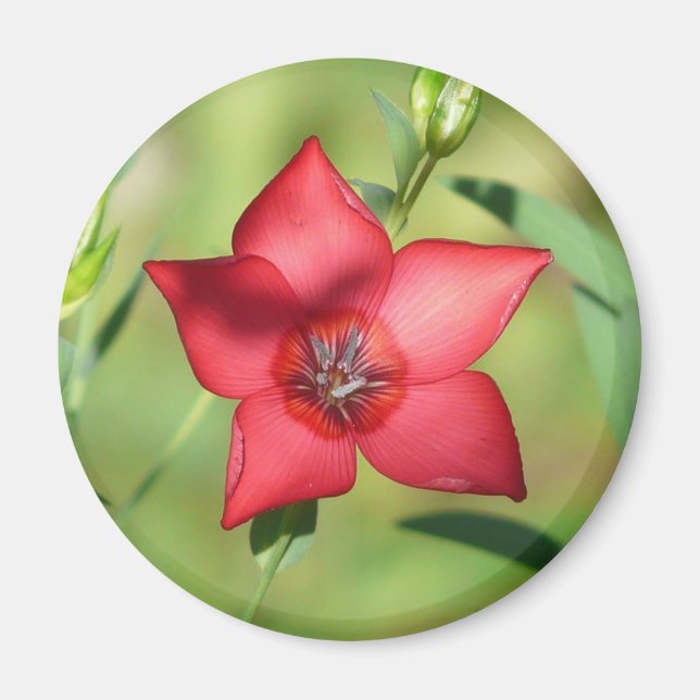 Aimant Fleur Étoile Rouge Feuillage Vert (Devant)