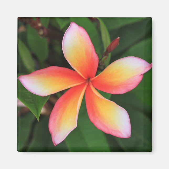 Aimant Fleur Frangipani (Devant)