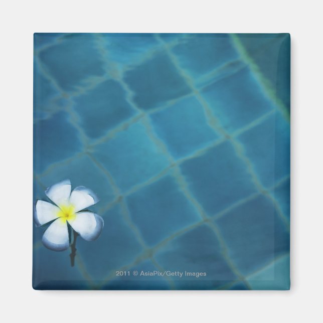 Aimant fleur frangipani simple flottant dans l'eau (Devant)