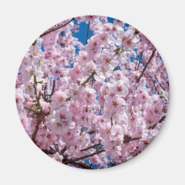 Aimant Fleur japonaise de cerisier (Devant)