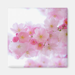 Aimant Fleur japonaise de cerisier