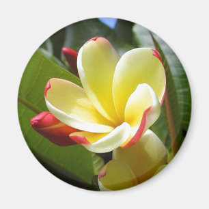 aimant fleur jaune