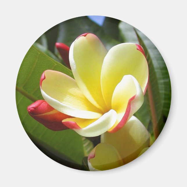 aimant fleur jaune (Devant)