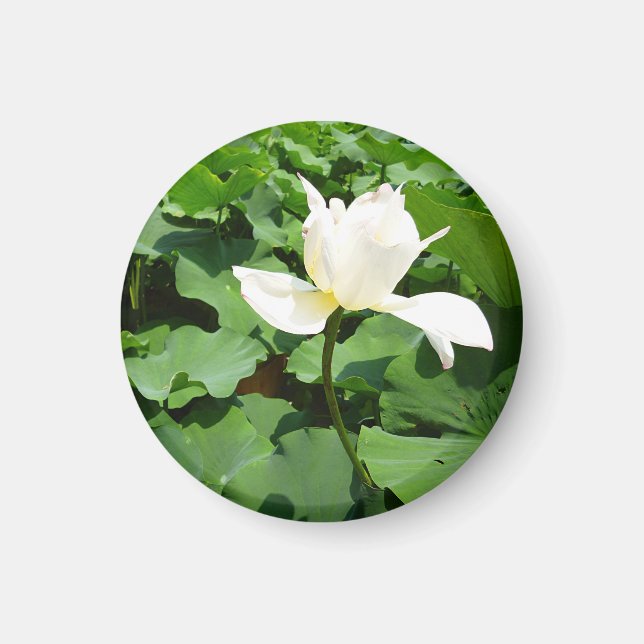 Aimant Fleur Lotus blanche (Devant)