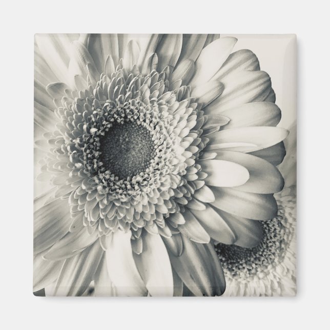Aimant Fleur marguerite blanche noire (Devant)