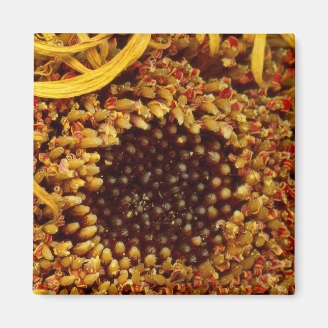 Aimant Fleur - Marguerite - Dans d'autres mondes (Devant)