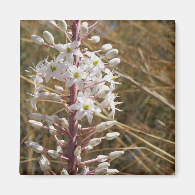 Aimant Fleur Nature (Devant)