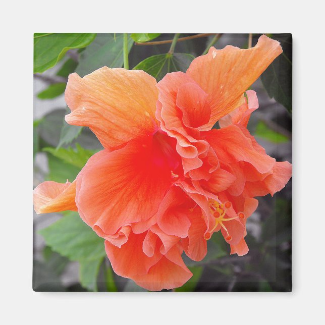 Aimant Fleur orange (Devant)
